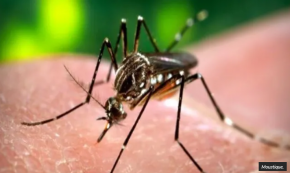 La Martinique en épidémie de dengue, les mesures de prévention renforcées