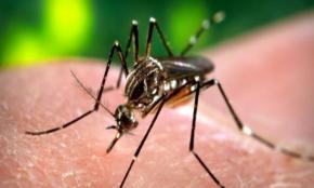 Le virus de la dengue circule toujours en Martinique comme en Guadeloupe