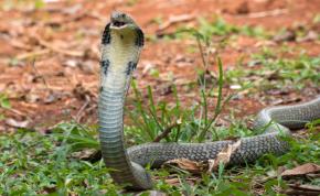 Antilles : démantèlement d’un important trafic de reptiles, 17 personnes interpellées, 283 spécimens saisis